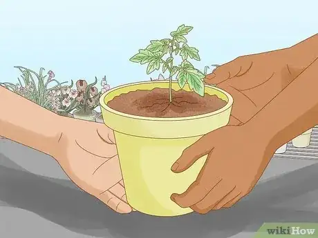 Imagen titulada Grow a Tomato Plant Step 6