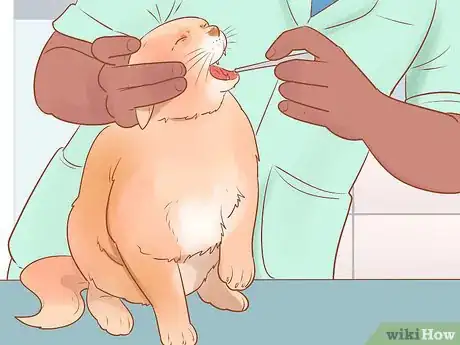 Imagen titulada Know if Your Cat Is Sick Step 15
