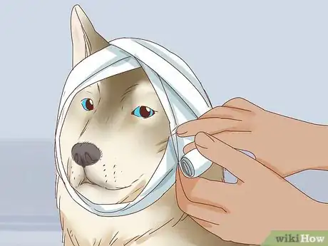 Imagen titulada Care for a Dog's Torn Ear Step 17