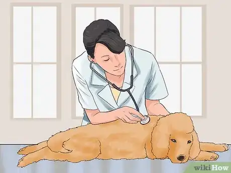 Imagen titulada Care for a Toy Poodle Step 19