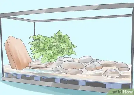 Imagen titulada Care for an Aquatic Newt Step 1