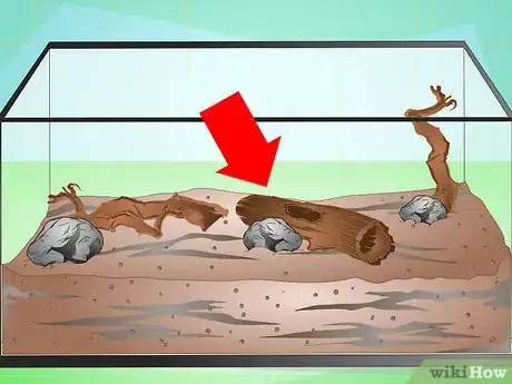 Imagen titulada Make a Millipede Habitat Step 3