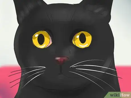 Imagen titulada Identify a Bombay Cat Step 2
