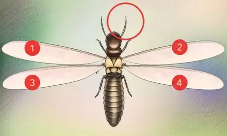 Imagen titulada Identify a Termite Step 2