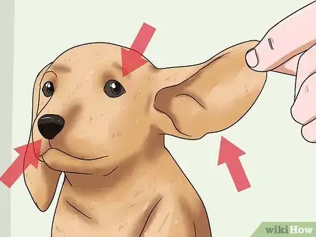 Imagen titulada Choose a Healthy Puppy Step 2