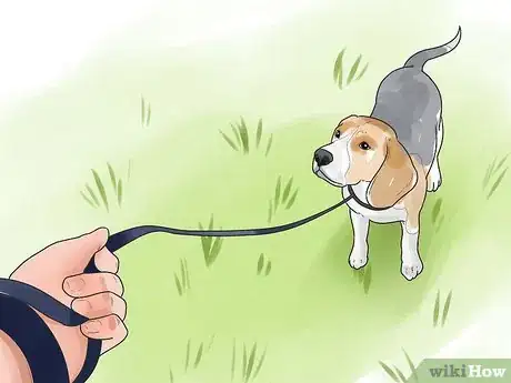 Imagen titulada Take Care of a Beagle Puppy Step 7