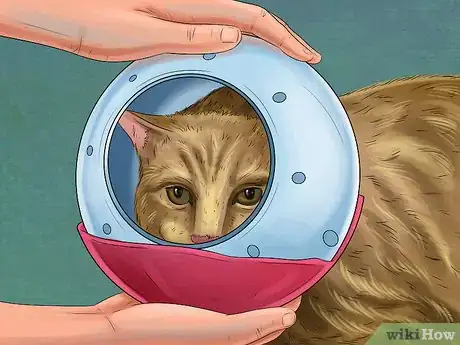 Imagen titulada Save a Cat Attacked by Dogs Step 4