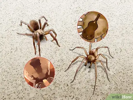 Imagen titulada Identify a Wolf Spider Step 4