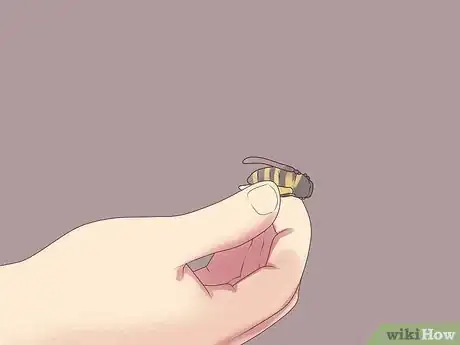 Imagen titulada Remove Bees Step 1