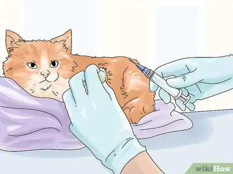 Imagen titulada Diagnose and Treat Benign Tumors in Cats Step 7