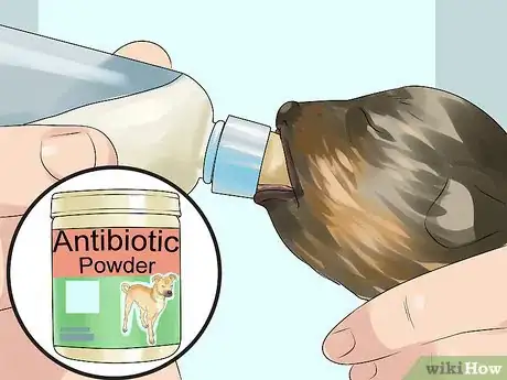 Imagen titulada Deal with Abscesses on Newly Born Puppies Step 6