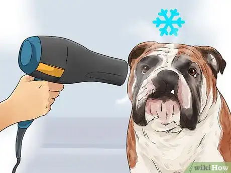 Imagen titulada Clean a Bulldog's Face Folds Step 9
