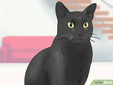 Imagen titulada Identify a Bombay Cat Step 1
