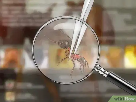 Imagen titulada Identify Ants Step 12