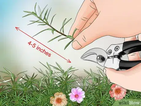 Imagen titulada Grow Moss Rose Step 7