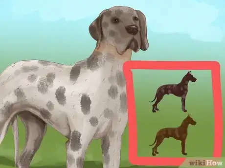 Imagen titulada Identify a Great Dane Step 4