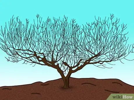 Imagen titulada Prune a Peach Tree Step 2