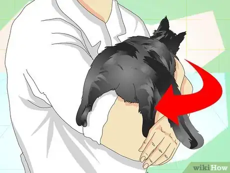 Imagen titulada Tell If a Cat Is Neutered Step 1