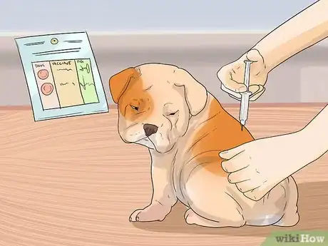 Imagen titulada Start Walking Your Puppy Step 8