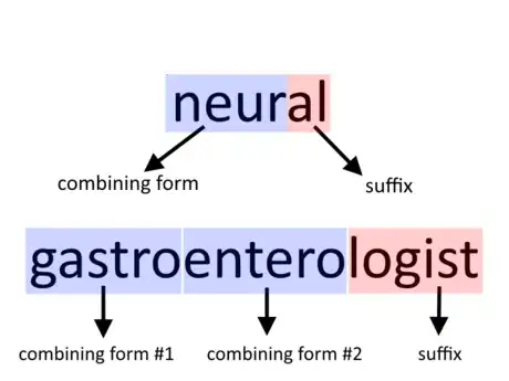 Imagen titulada Understand_Medical_Terminolgy_Step_3.png