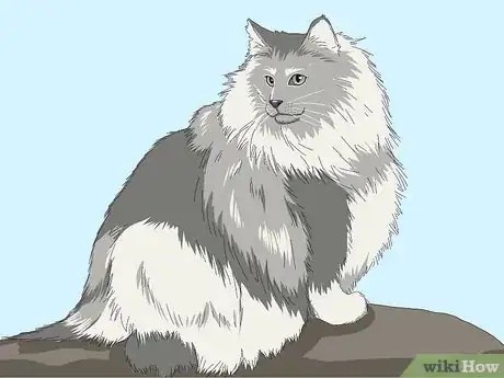 Imagen titulada Identify a Norwegian Forest Cat Step 1