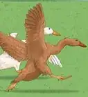 adiestrar patos