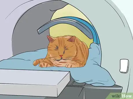 Imagen titulada Treat Feline Cancer Step 5