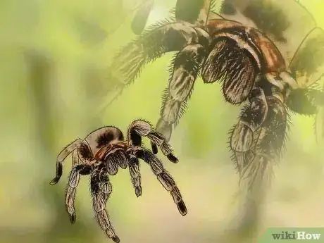 Imagen titulada Pick up a Tarantula Step 6