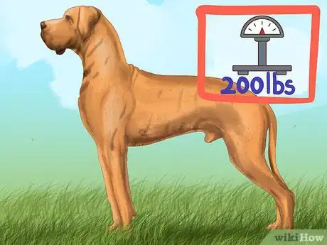 Imagen titulada Identify a Great Dane Step 1