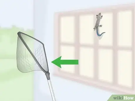 Imagen titulada Catch a Blue Tailed Skink Step 8