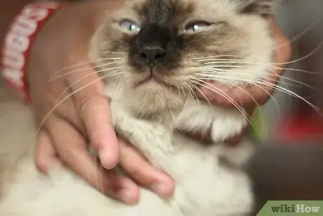 Imagen titulada Help a Sick Cat Step 4