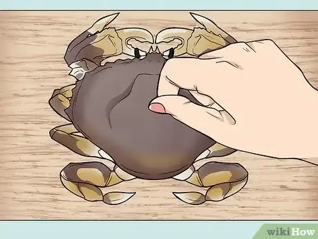 Imagen titulada Cook a Crab Step 2