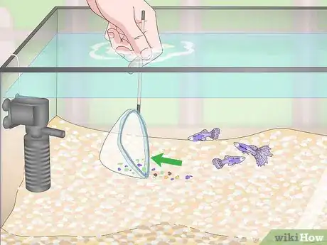 Imagen titulada Lower Your Nitrate_Nitrite Levels in Your Fish Tank Step 6