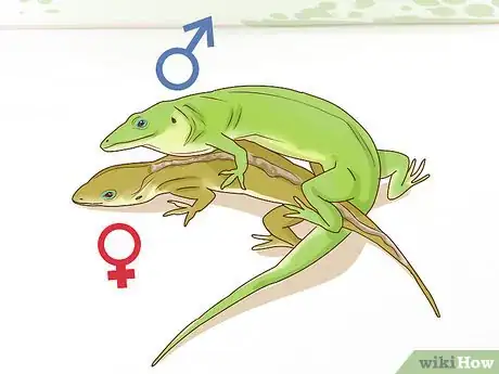 Imagen titulada Determine the Sex of a Green Anole Step 7