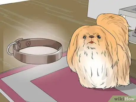 Imagen titulada Start Walking Your Puppy Step 1
