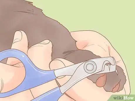 Imagen titulada Reduce Stress in Cats Step 11