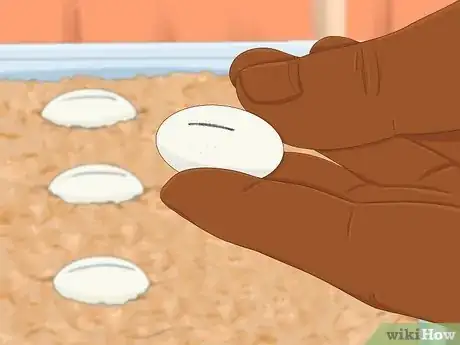 Imagen titulada Take Care of Lizard Eggs Step 11