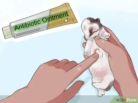 Imagen titulada Deal with Abscesses on Newly Born Puppies Step 8