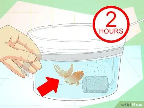 Imagen titulada Revive a Goldfish Step 11