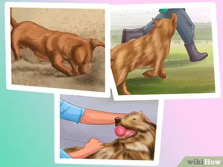 Imagen titulada Be a Responsible Dog Owner Step 20