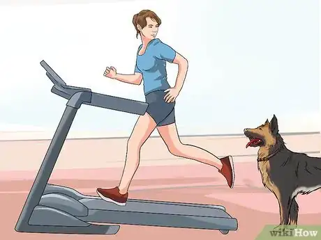Imagen titulada Get a Dog to Use a Treadmill Step 4