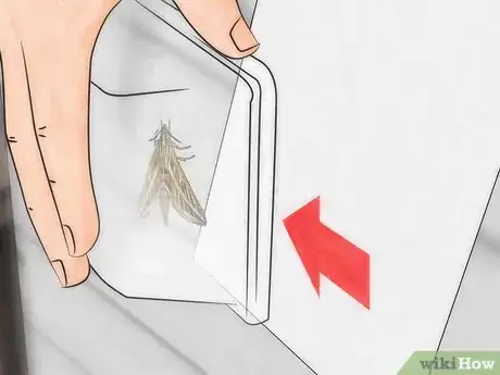 Imagen titulada Catch a Moth Step 7