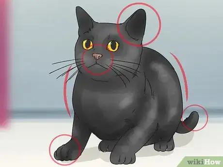 Imagen titulada Identify a Bombay Cat Step 3