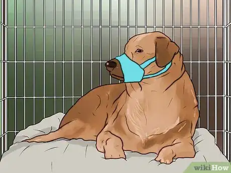 Imagen titulada Stop Your Dog from Barking at Strangers Step 10