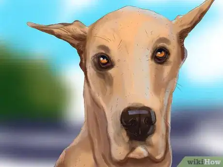 Imagen titulada Identify a Great Dane Step 7