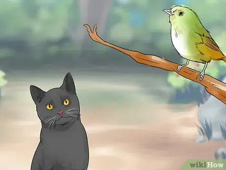 Imagen titulada Identify a Bombay Cat Step 8