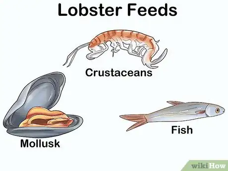 Imagen titulada Create Lobster Farms Step 10