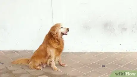 Imagen titulada Teach Your Dog to Sit Step 23