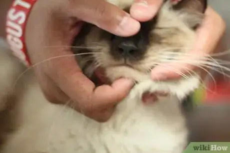 Imagen titulada Help a Sick Cat Step 9