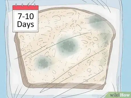 Imagen titulada Make Mold Grow on Bread Step 5